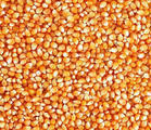 求购大量收购东北地区玉米小麦等农产品-玉米|粮食|农业–光波网