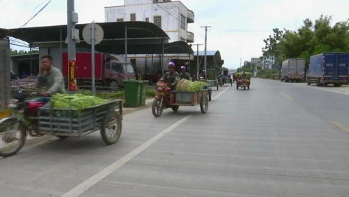 合浦 打造 万亩豇豆产业基地 助力脱贫攻坚