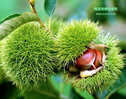 商洛特产销售 商洛农副特产品药材购销处