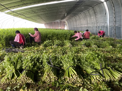第一书记帮包扶:村里滞销芹菜销路有了!