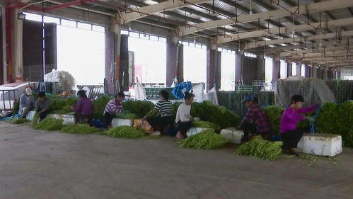 合浦 打造 万亩豇豆产业基地 助力脱贫攻坚